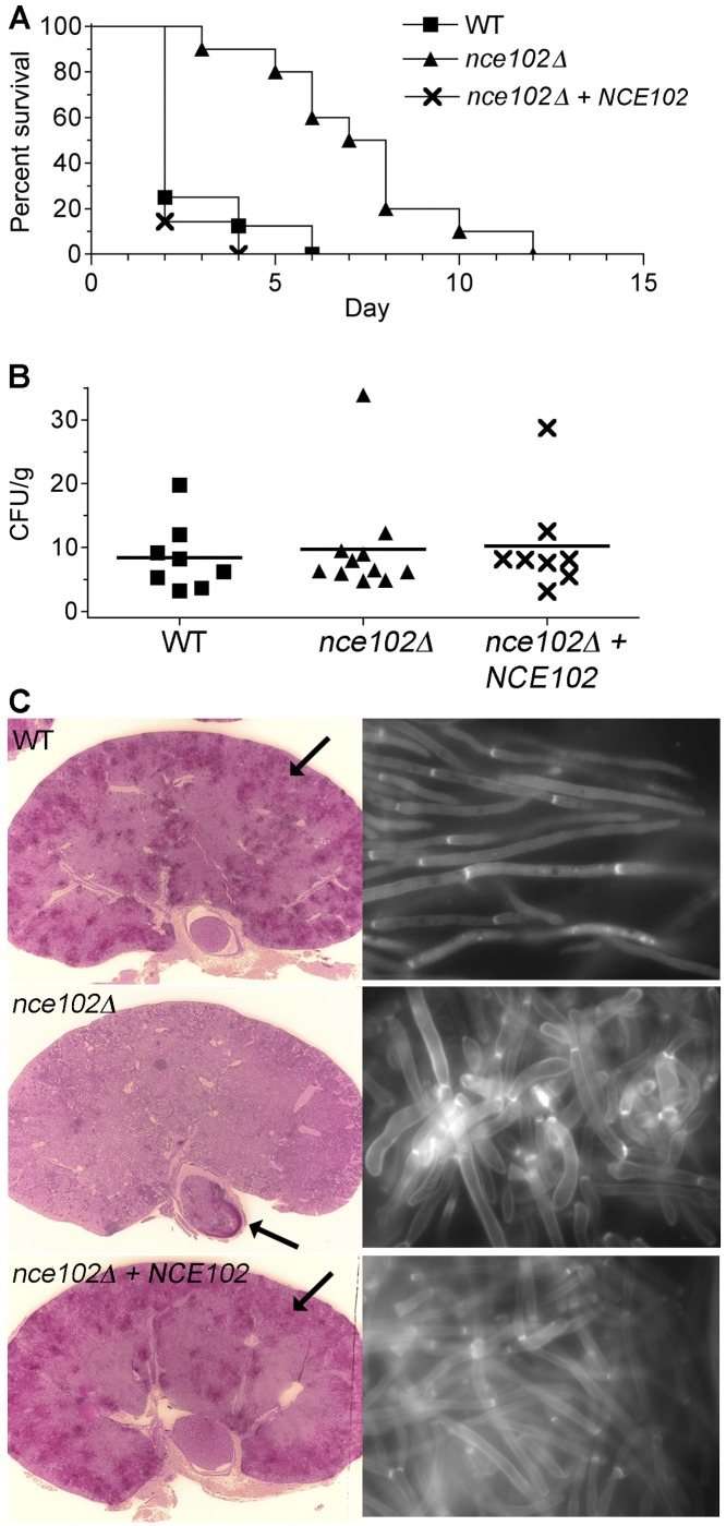 FIG 8 