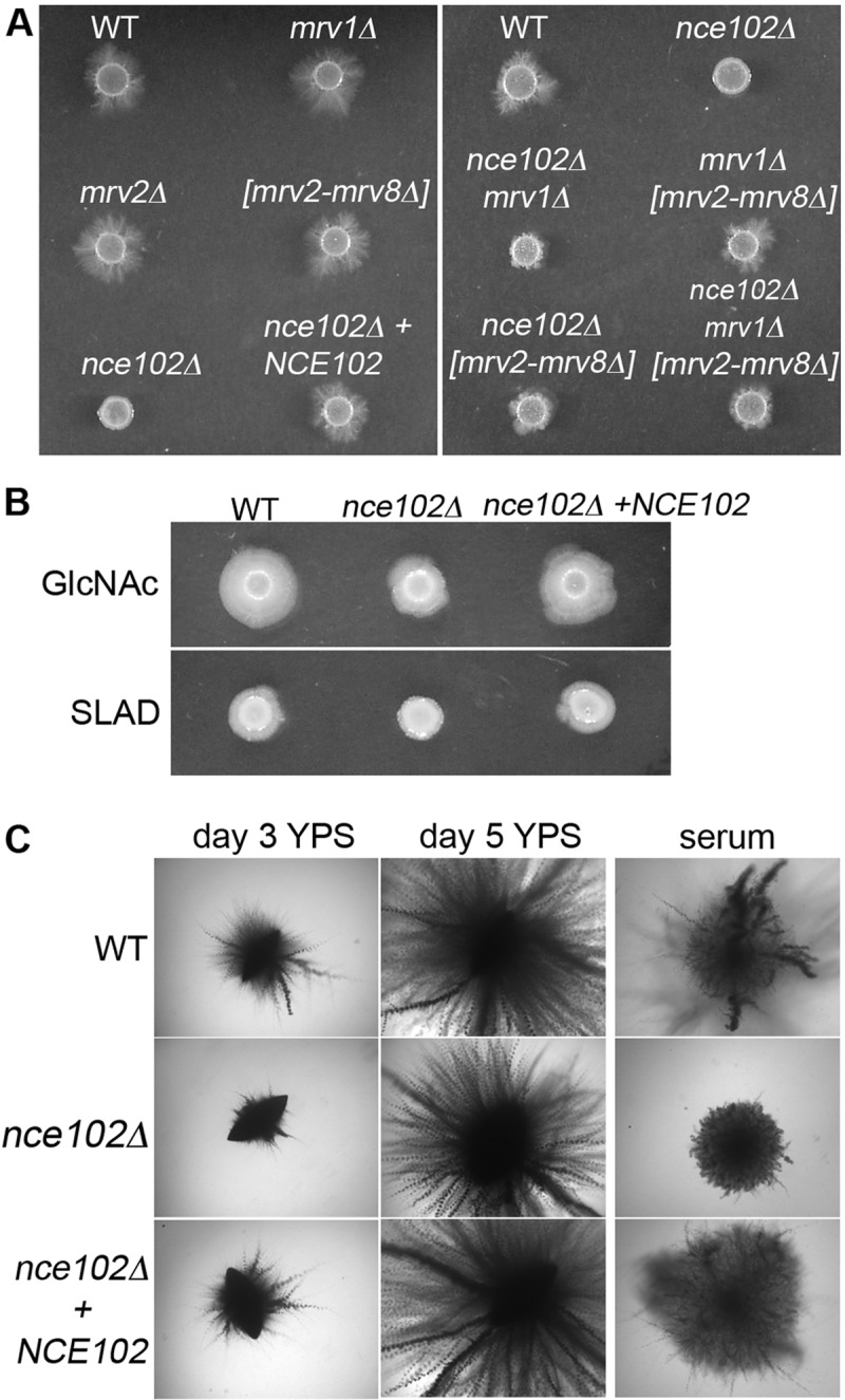 FIG 2 