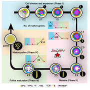 graphic file with name JIPB-64-1394-g009.jpg