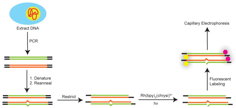 Fig. 12