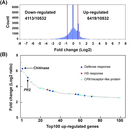 Fig. 3. Effect of 3-Hal on gene expression in A. thaliana. (A) Histogram of fold changes (Log2 ratio) in whole gene expression. Frequency of upregulated (>2) and downregulated (1/2>) genes per sum of up- and downregulated genes are shown in the graph. (B) The top 100 genes highly upregulated by 3-Hal treatment. Triangles indicate defense response genes (blue), heat stress response genes (red), and cysteine-rich receptor and receptor-like protein genes (pale blue). Dots indicate other miscellaneous classes of genes. A detailed list is shown in Table S1.