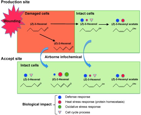 Fig. 7. Hypothesized model of GLV production and functions. 3-Hal and 2-Hal are produced by damaged cells, whereas 3-Hol and 3-HAC are produced by adjacent intact cells, using diffused 3-Hal as a substrate. Airborne GLVs are accepted by intact cells and alter gene expression. Circles and triangles indicate activated and inactivated biological processes, respectively.