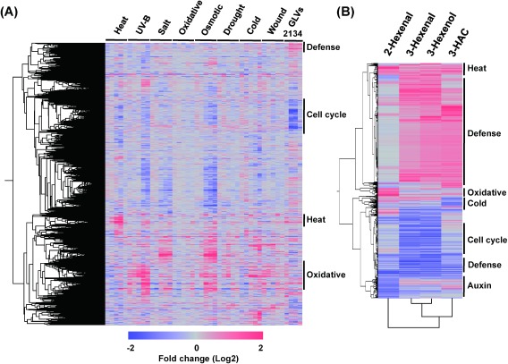 Fig. 2. Comprehensive gene expression analysis of A. thaliana treated with GLVs. (A) Heat map of whole gene expression by GLV- or stress-treated A. thaliana. Expression data were collected from shoots over two courses of treatment (0.25, 0.5, 1, 3, or 6 hr of heat, UV-B, drought, or wound stress as well as 0.5, 1, 3, 6, or 12 hr of oxidative, salt, osmotic, or cold stress) obtained from the AtGenExpress database.21) GLV treatments were administered using (E)-2-hexenal (lane 2), (Z)-3-hexenal (lane 1), (Z)-3-hexenol (lane 3), and (Z)-3-hexenyl acetate (lane 4). (B) Selected heat map reconstituted from whole heat map shown in panel A. Only the genes upregulated (>2) or downregulated (1/2>) by at least one GLV are shown. Major biological terms extracted by gene ontology analysis are indicated on the right sides of the heat maps.