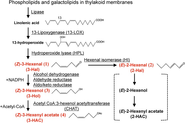 Fig. 1. Biosynthesis pathway of green leaf volatiles (GLVs). Enzymes are underlined, and red text indicates the GLVs used in the present study. (E)-2-Hexenol and (E)-2-hexenyl acetate (dotted brackets) were not tested in the present study because they are relatively minor GLVs.