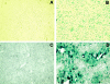 <b>Figure 1</b>