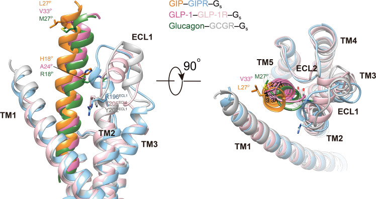 Figure 4—figure supplement 1.