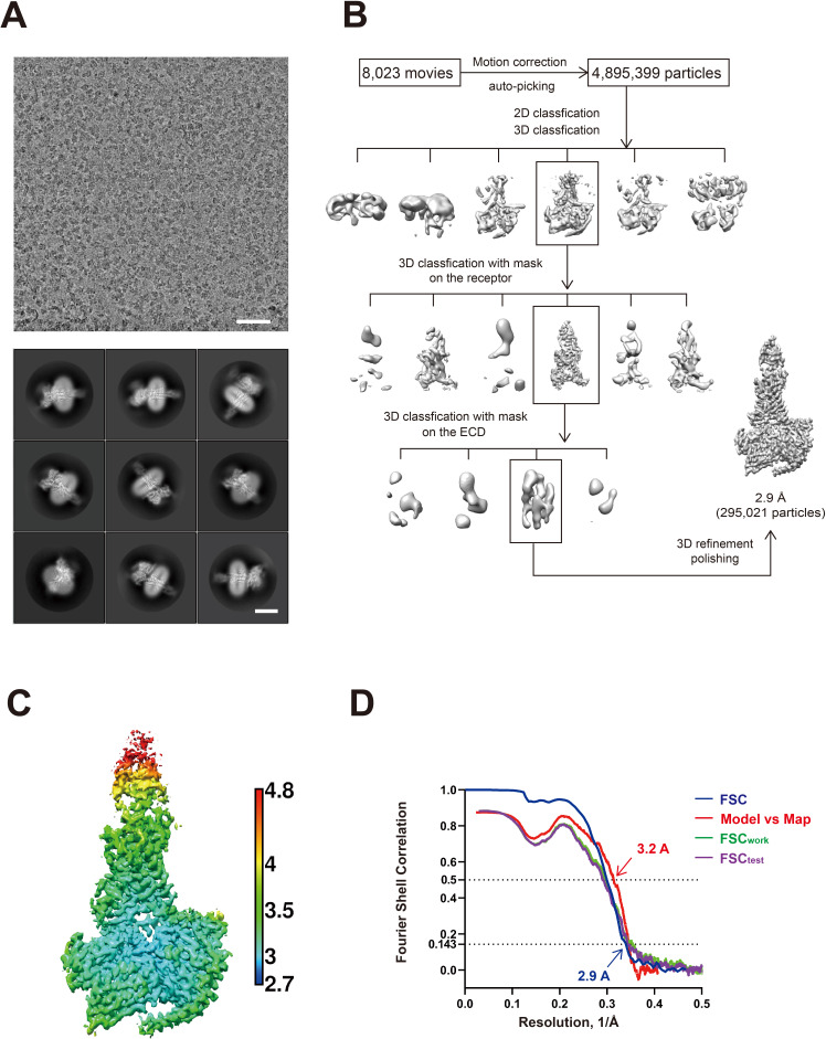 Figure 1—figure supplement 2.