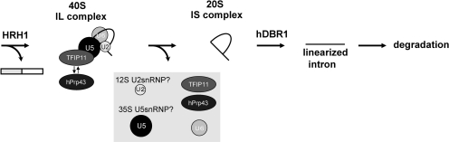 Figure 7.