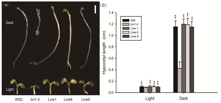 Figure 5.