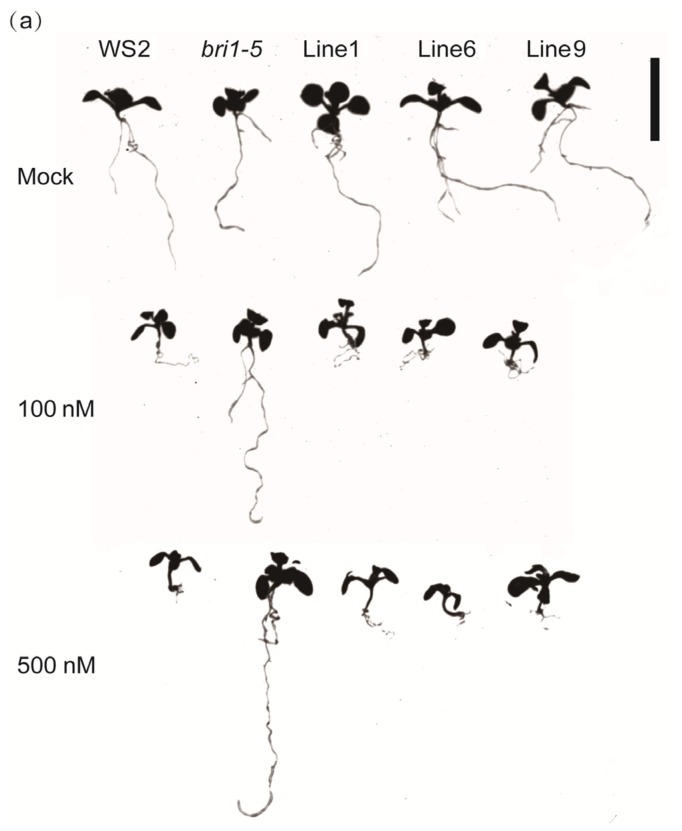 Figure 4.