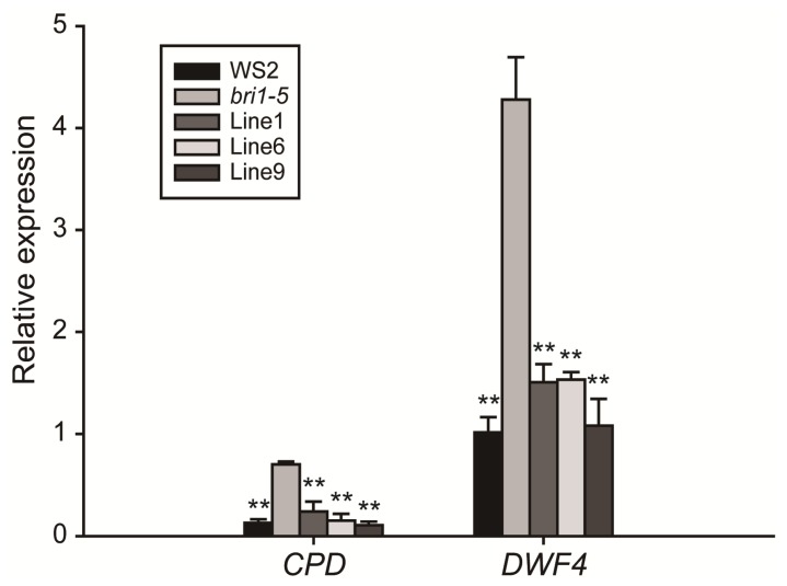 Figure 6.