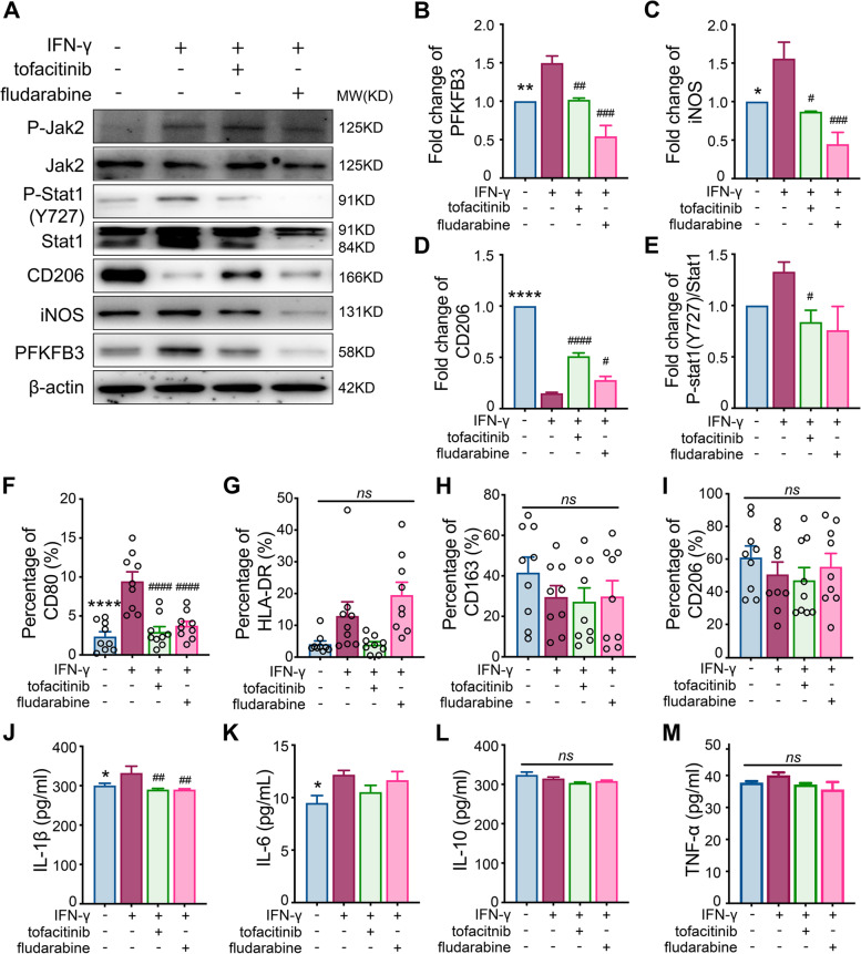 Augmented PFKFB3-mediated glycolysis by interferon-γ promotes ...