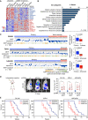 Figure 2. MITF downregulation increases the aggressiveness of prostate cancer. A, Heat map of MITF gene signature in DU145, 22Rv1, and ARCaPM cells transfected with siControl or two siRNAs targeting MITF, in triplicates. Red and blue colors indicate high and low gene expression, respectively. B, Biological processes (FDR ≤0.05) identified by gene ontology (GO) analysis of MITF gene signature. C, Modulation of MITF target gene signature from A in primary and advanced prostate cancer (PCa) patient samples from three publicly available datasets (GSE35988, GSE21032, and GSE3933). Orange and green colors indicate statistical significance (FDR) of induction and suppression of the target gene signatures, respectively (modified GSEA). D, Representative image and quantification of photon flux signals of mice intracardially injected with 105 DU145, 22Rv1, and ARCaPM shControl (C) or shMITF luciferase-tagged cells after 21 days. Ten male mice were used in each experimental group. E, Survival curves of mice from D. *, P < 0.05.