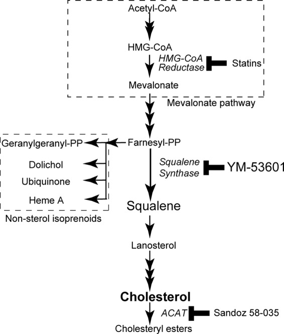 FIG 1