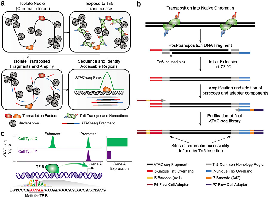 Figure 1: