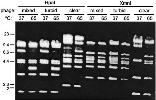 FIG. 1.