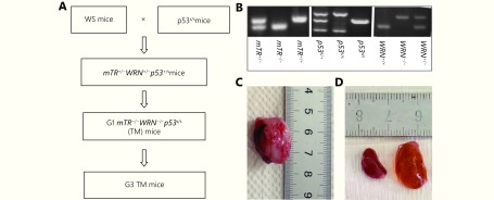 (A) The breeding strategy for generating G3TM (G3<italic>mTR<sup>-/-</sup>WRN<sup>-/-</sup>p53<sup>S/S</sup></italic>). Mice carrying the p53S mutation were crossed with WS mice and G1TM were obtained (G1<italic>mTR<sup>-/-</sup>WRN<sup>-/-</sup>p53<sup>S/S</sup></italic>). The mice were then bred generation-by-generation to obtain G2 and G3 TM mice. (B) Genotyping of mice carrying mTR, WRN and p53S mutations. (C) Incidence of sarcoma in a G3TM mouse. (D) Bilateral enlarged kidneys with multiple fluid-filled cysts in a G3TM mouse.