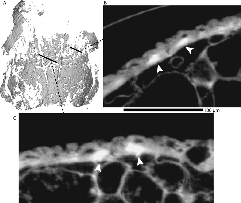 Figure 1—figure supplement 1