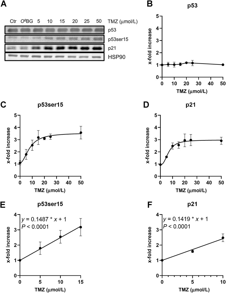 Figure 3. Amount of p53, p53ser15, and p21 in A172 cells treated with various doses of temozolomide. A, Exponentially growing cells were harvested 120 hours after treatment with TMZ. HSP90 was used as loading control. A representative Western blot analysis is shown. Quantification of p53 (B), p53ser15 (C), and p21 (D) in A172 cells treated with TMZ. Data are the mean of three independent experiments ± SEM. Dose response for p53ser15 (E) and p21 (F) in A172 cells at the low TMZ dose range (up to 15 μmol/L). The curves do not indicate a threshold dose.