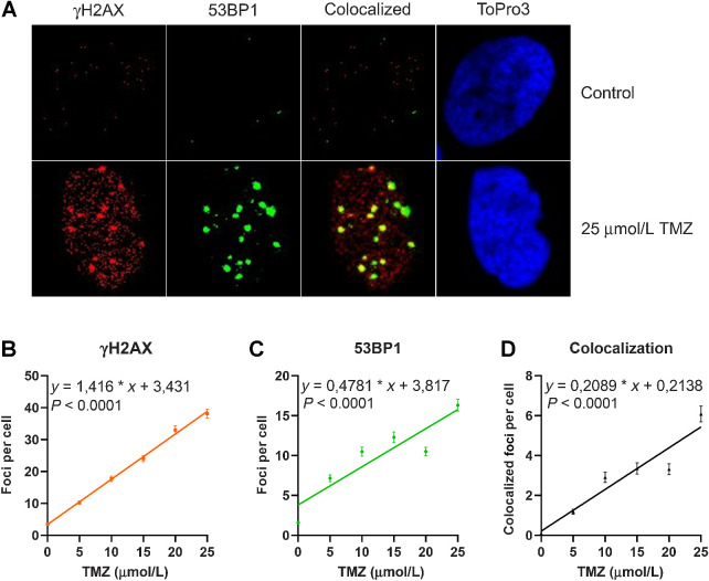 Figure 2. Amount of γH2AX and 53BP1 foci induced in A172 glioblastoma cells upon treatment with increasing doses of TMZ. Cells were fixed and immunostained 72 hours after the addition of TMZ to the medium. A, Images of representative examples. Dose response for γH2AX (B), 53BP1 (C), and colocalized foci (D). Data are the mean of four independent determinations ± SEM. The following equations describe the curves for γH2AX y = 1.416 × x + 3.431, for 53BP1 y = 0.4781 × x + 3.817, for colocalized foci y = 0.2089 × x + 0.2138.