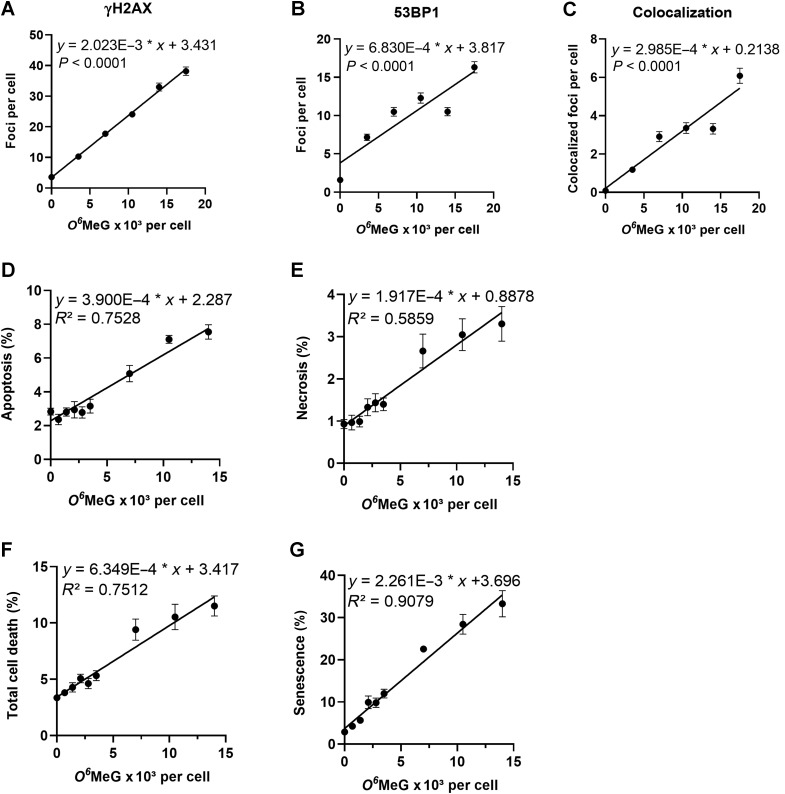 Figure 5. Cellular responses as a function of O6MeG induced by TMZ in A172 glioblastoma cells. γH2AX (A), 53BP1 (B), colocalized foci (C), apoptosis (D), necrosis (E), total cell death (F), senescence (G) as a function of the O6MeG content per cell. Data are from Figs. 1 to 4.