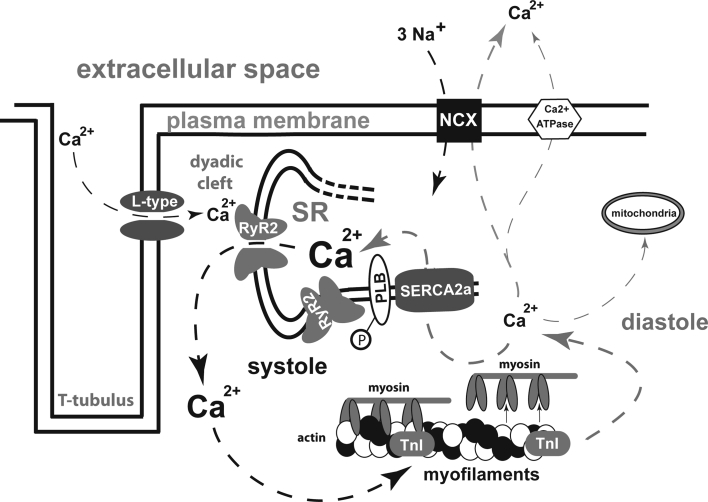 Fig. 1