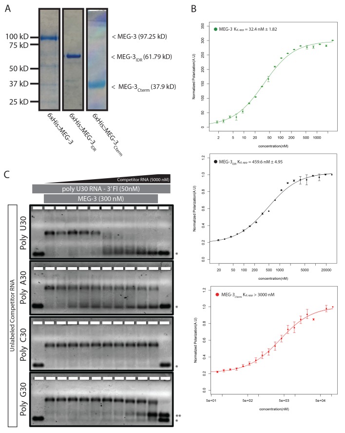 Figure 3—figure supplement 1.