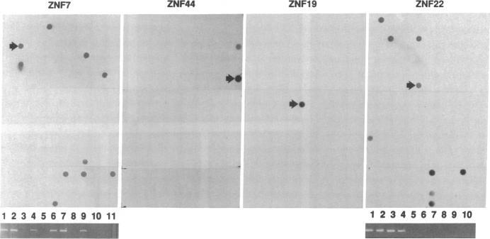 graphic file with name pnas01071-0199-a.jpg