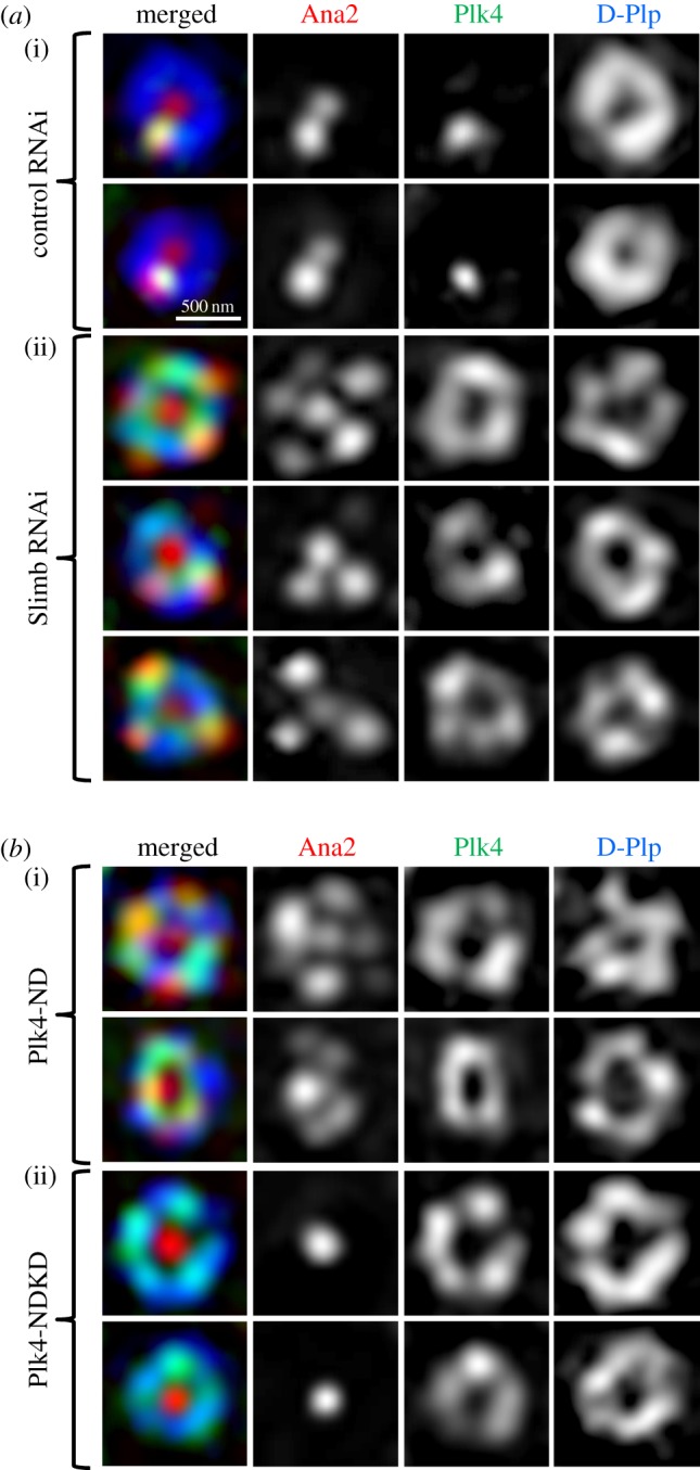 Figure 4.