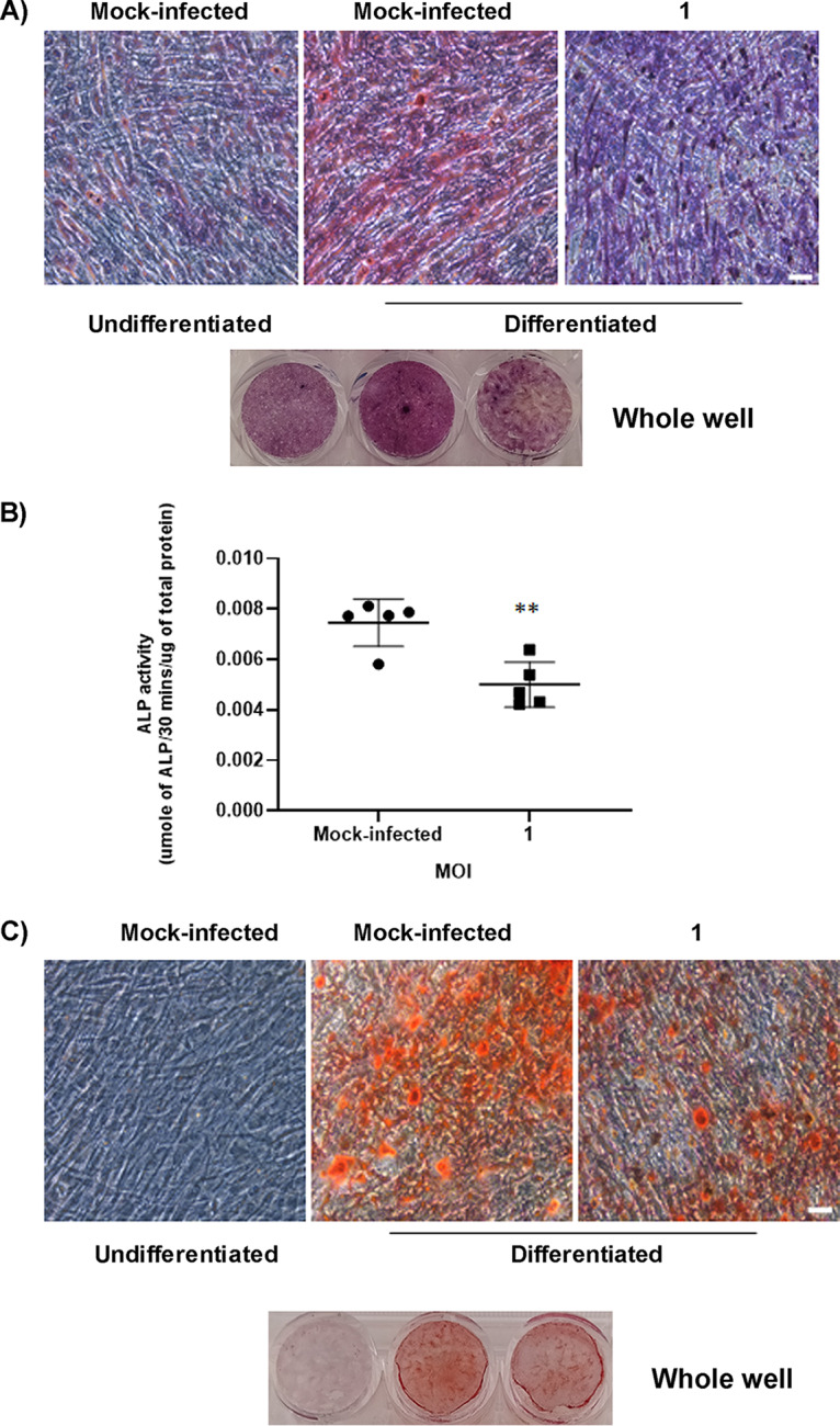 FIG 6