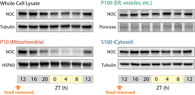 Fig. 6.