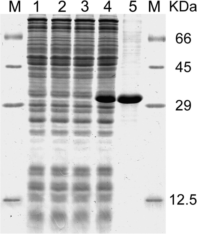 FIGURE 1.