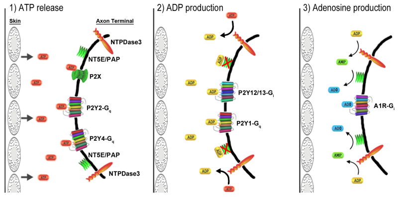 Fig. 6