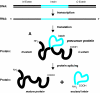 Fig. 1