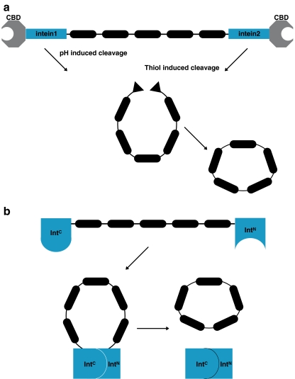 Inteins, valuable genetic elements in molecular biology and ...