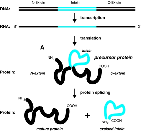 Inteins, valuable genetic elements in molecular biology and ...