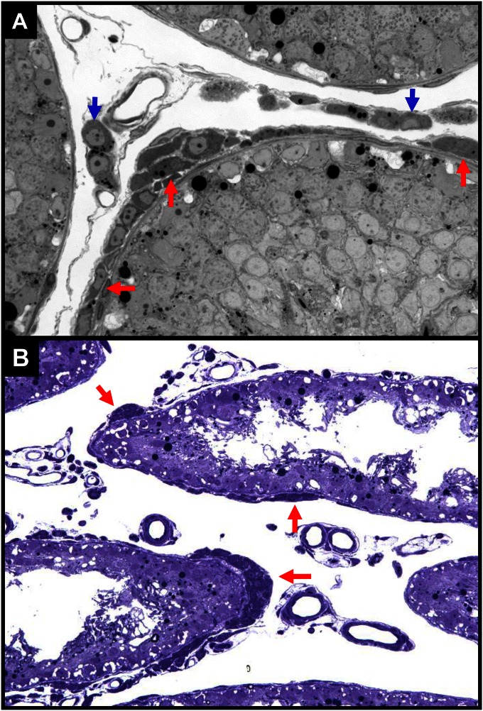 Fig. S7.