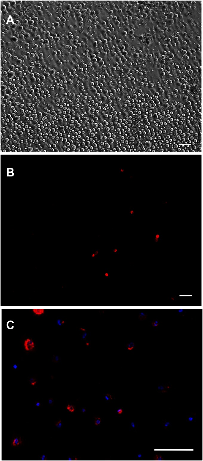 Fig. S6.