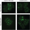 Figure 2—figure supplement 1.