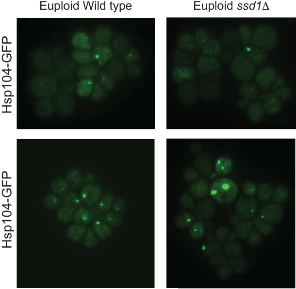 Figure 2—figure supplement 1.