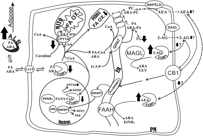 Fig. 7.