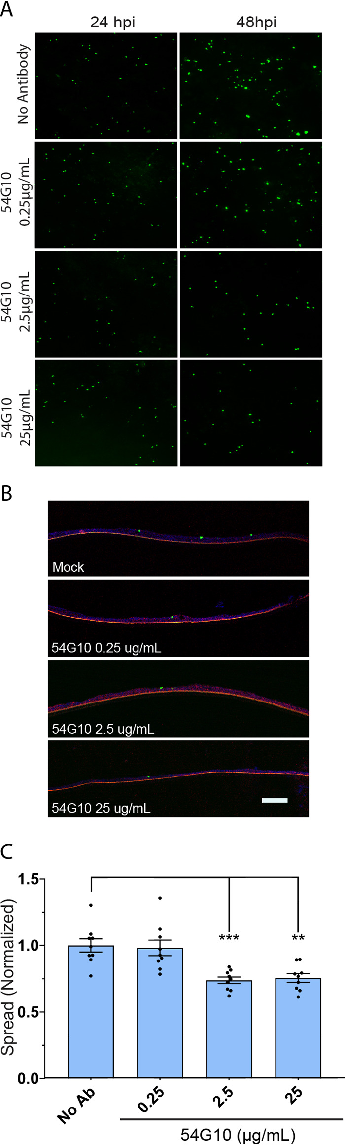 FIG 8