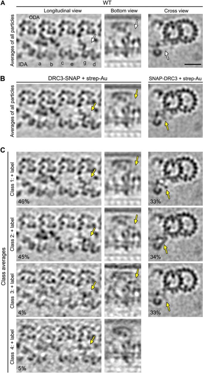 FIGURE 5.