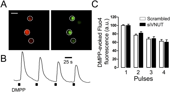 Fig. S2.