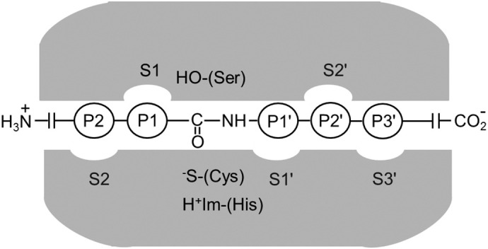 Fig. 1