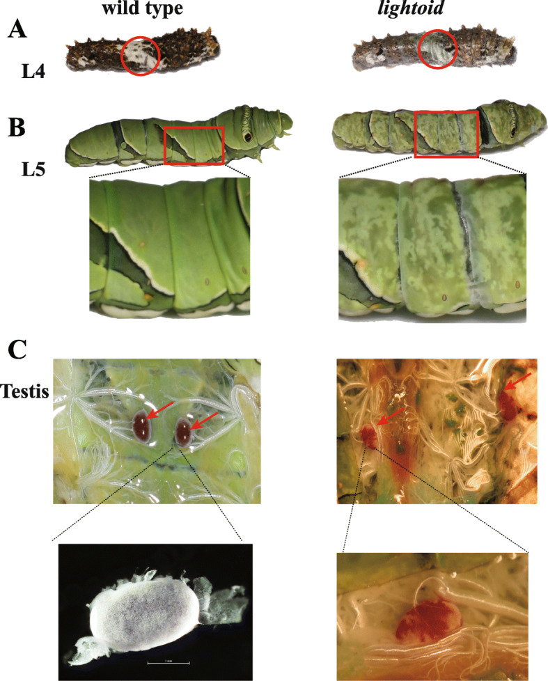 Fig. 6