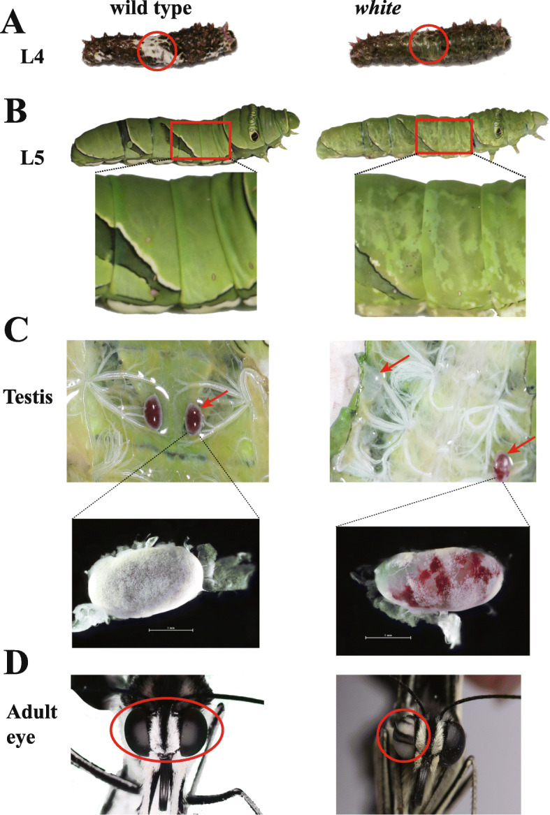 Fig. 3