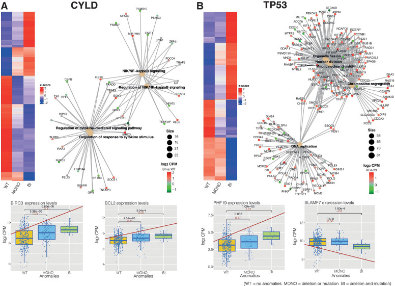 Figure 3. Biallelic inactivation analysis. A and B, CYLD and TP53 analysis. In the top left panel, the z-score value heatmaps of the cumulative effect genes, where columns represent the gene status and rows represent the genes. In the top right panel, the gene-network plot for cumulative effect genes, where big dots indicate the enriched pathways, small dots represent the deregulated genes, and the color-coding refers to the FC in biallelic versus WT contrast (log2CPM). In the lower panel, the box plots represent the cumulative gene expression trend in the three statuses, for each analysis: the dots specify the samples in each status, the red line symbolizes the trend of the gene expression, the red number denotes the incremental or decremental expression FC, the black number the P value.