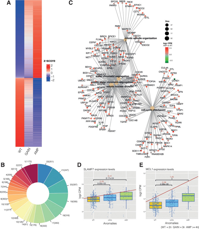 Figure 4. Chromosome 1q gain/amplification analysis. A, The heatmap represents the z-score values for the cumulative effect genes. B, The pie chart represents the chromosomal distribution of the cumulative effect genes, corrected for chromosomal length. C, Gene-network plot for cumulative effect genes, related to the amplification versus WT contrast (log2CPM). D, Box plot for the SLAMF7 expression trend in the three statuses. E, Box plot for MCL1 expression trend.