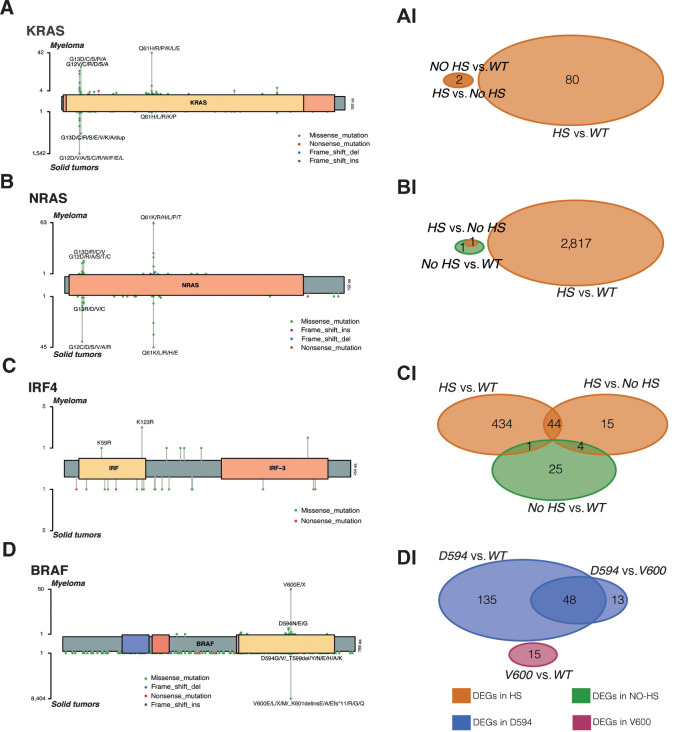 Figure 2. Hotspot versus non-HS and WT analysis. A–D, Lollipop plots for the four main mutated genes; each plot shows in the top the hotspots in multiple myeloma, at the bottom the hotspots in the peculiar solid cancers. Lollipop plots have been generated applying the R package maftools. AI–DI, Venn plots for each differential expression analysis.